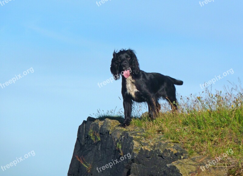 Spaniel Dog Doggy Cocker Edinburgh