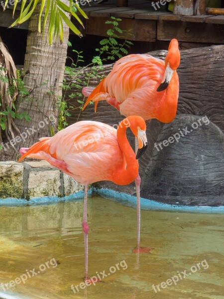 Flamingo Pink Birds Tropical Neck