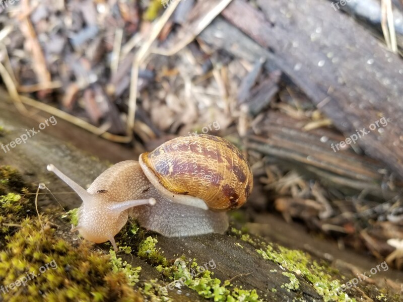 Snail Nature Garden Slow Animal