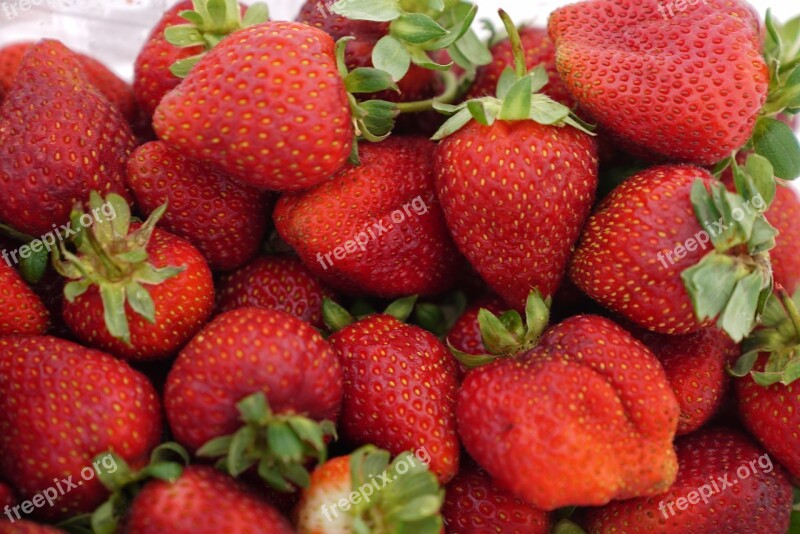 Strawberry Farm Harvest Fresh Produce Natural Backdrop