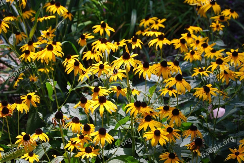 Flower Yellow Daisy Summer Free Photos