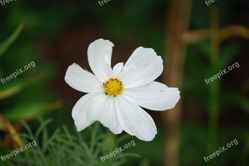 Flower White Summer Botanical Free Photos