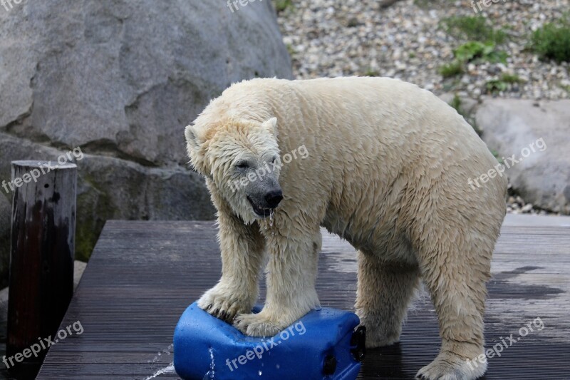 Zoo Polar Bear Animal World Predator Mammal