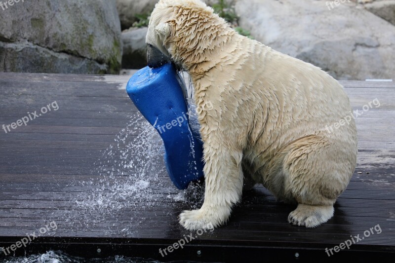 Polar Bear Dierenpar Kemmen Netherlands Animals