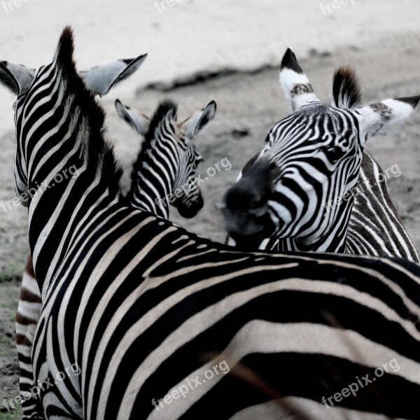 Zebra Zoo Africa Animal World Wild