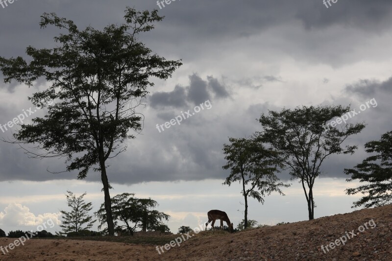 Evening Zoo Mammal Wild Nature