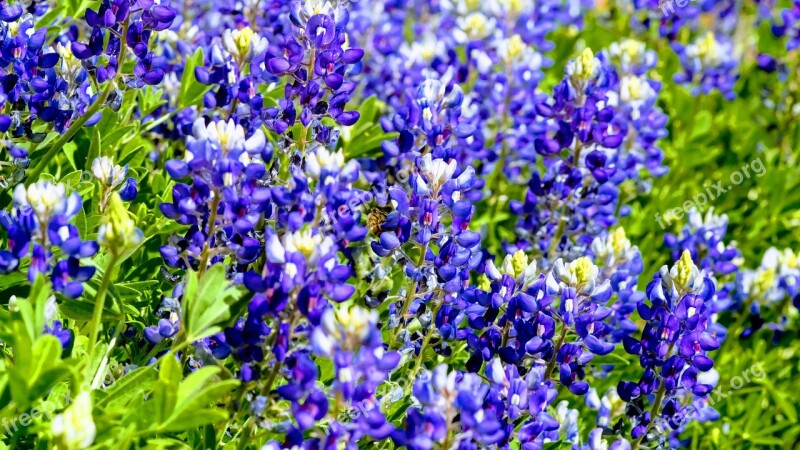 Texas Bluebonnet Honey Bee Flower