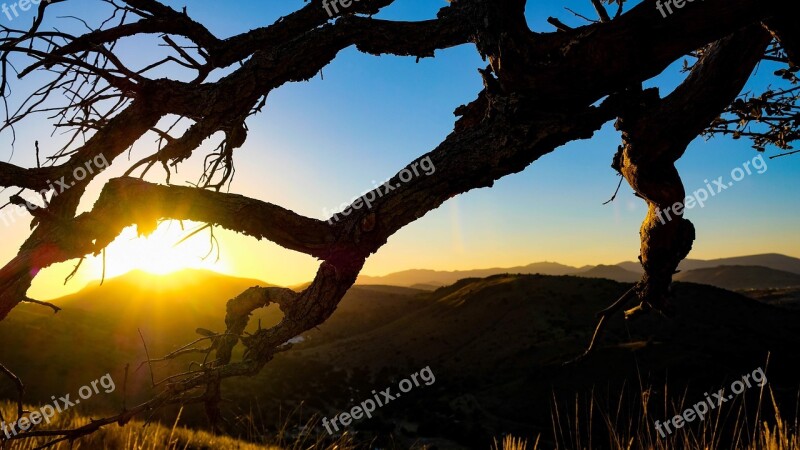 Fort Davis Mountains Davis Mountains Tree Silhouette