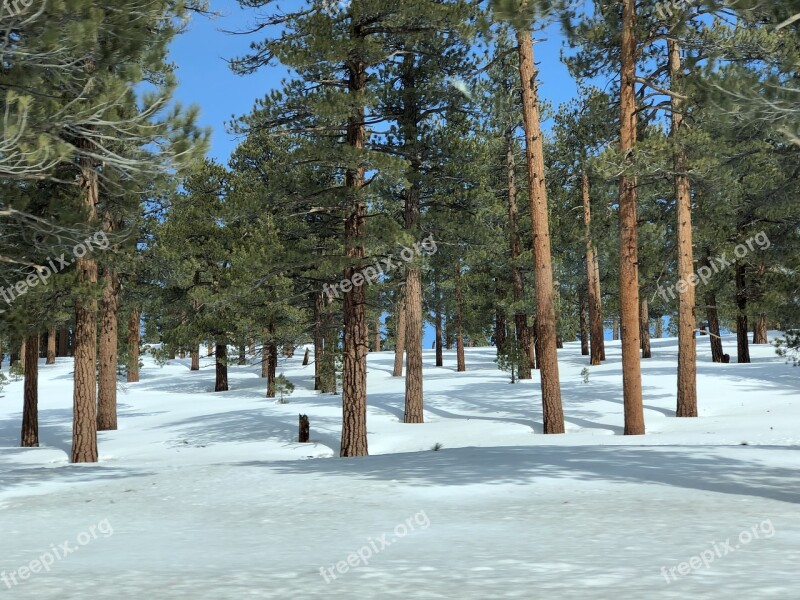 Snow California Mountain White Forest