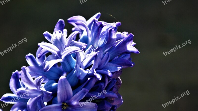 Hyacinth Blue Sunlight Delfts Blue Flowers