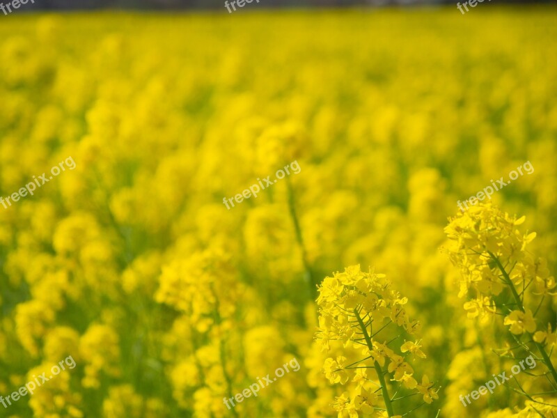 Spring Rape Blossoms Flowers Yellow Natural