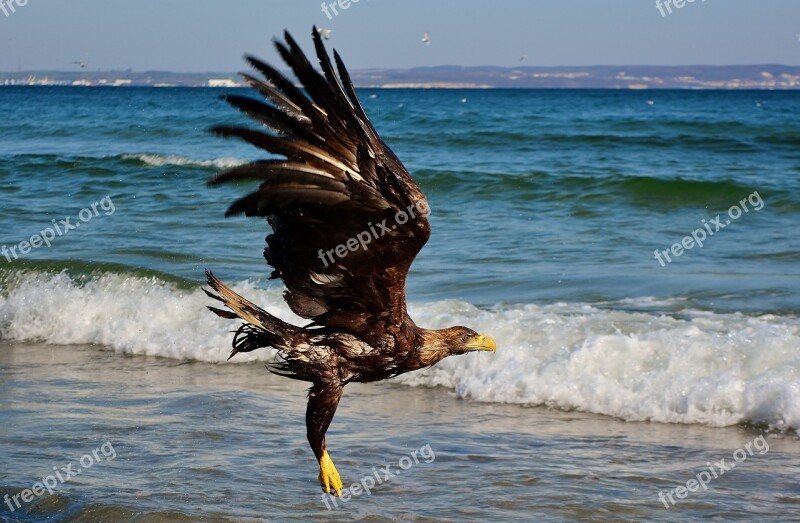 White Tailed Eagle Baltic Sea Bird Of Prey Nature Free Photos