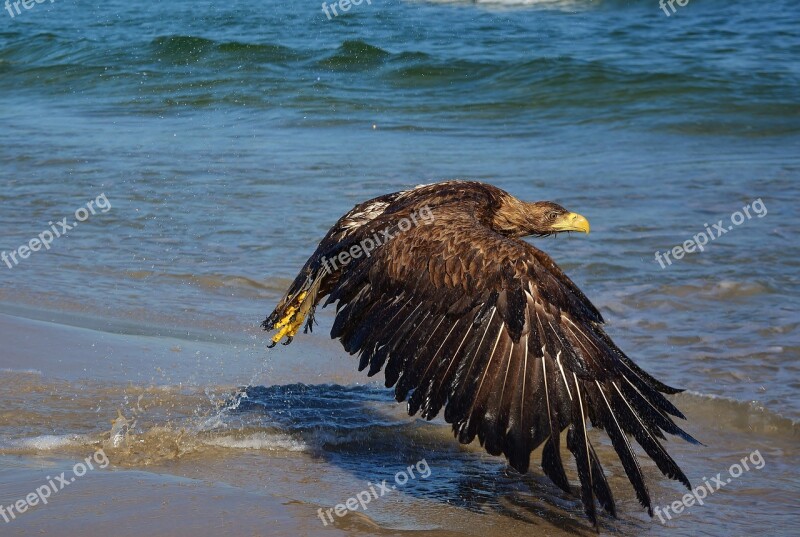 White Tailed Eagle Baltic Sea Bird Of Prey Nature Free Photos