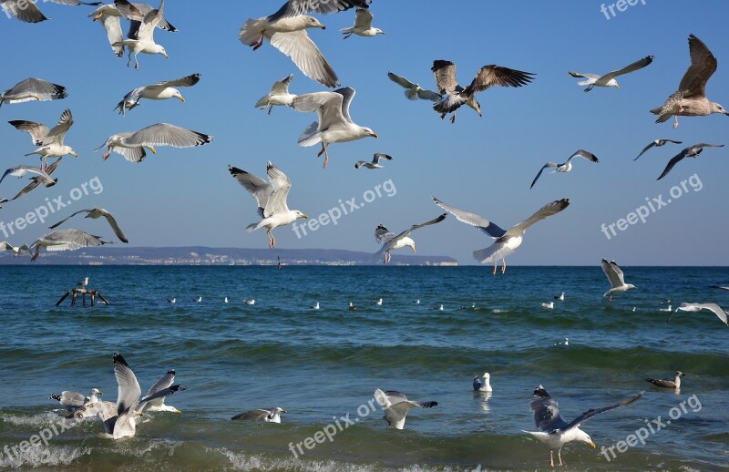 Gulls Swarm Baltic Sea Beach Free Photos