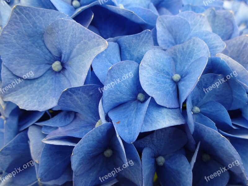 Hydrangeas Blue Flower Hydrangea Plant