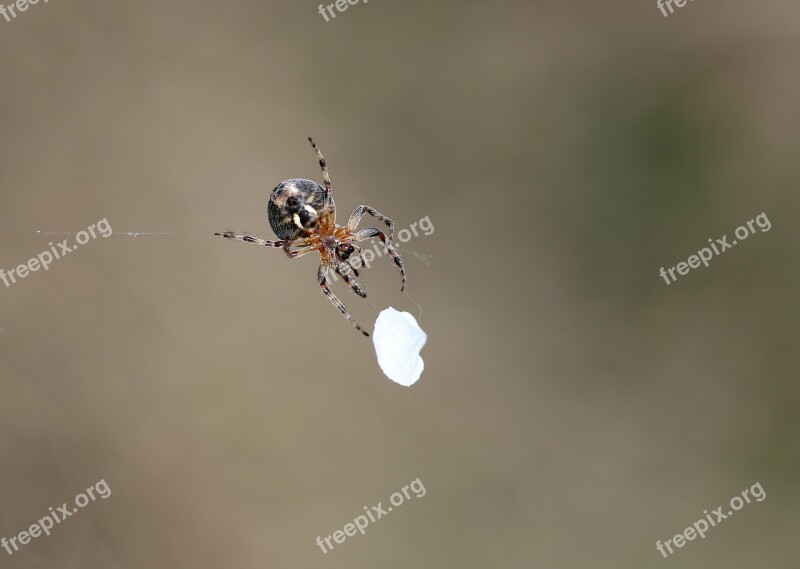 Spider Petal White Spider Web Hooked