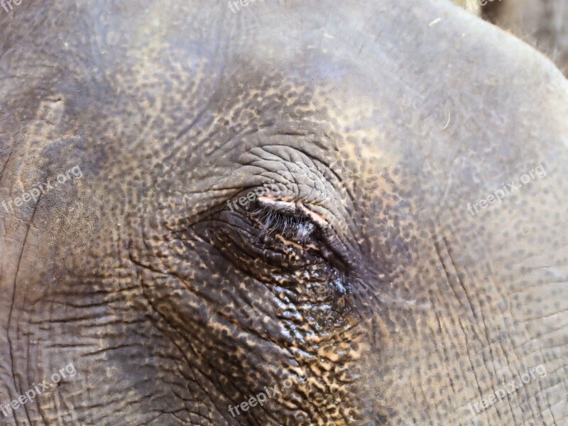 Eye Elephant Wrinkles Hide Grey