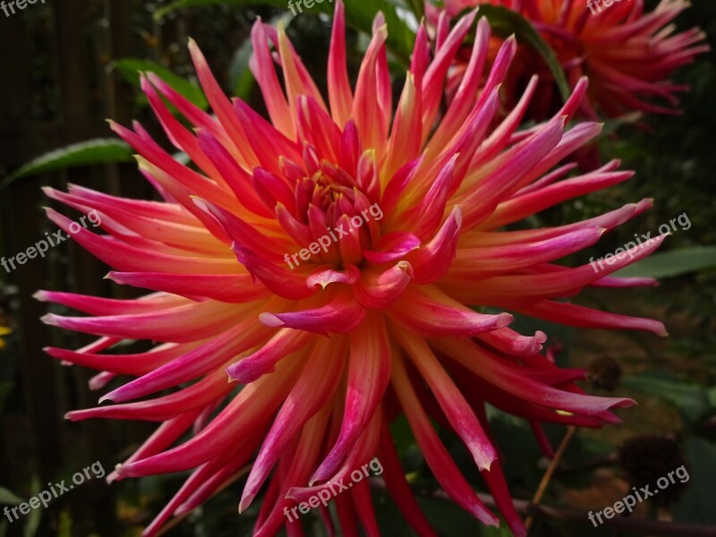 Dahlia Pink Flower Blossom Bloom