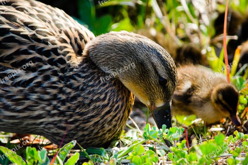 Duck Bird Animal Natural Waterfowl