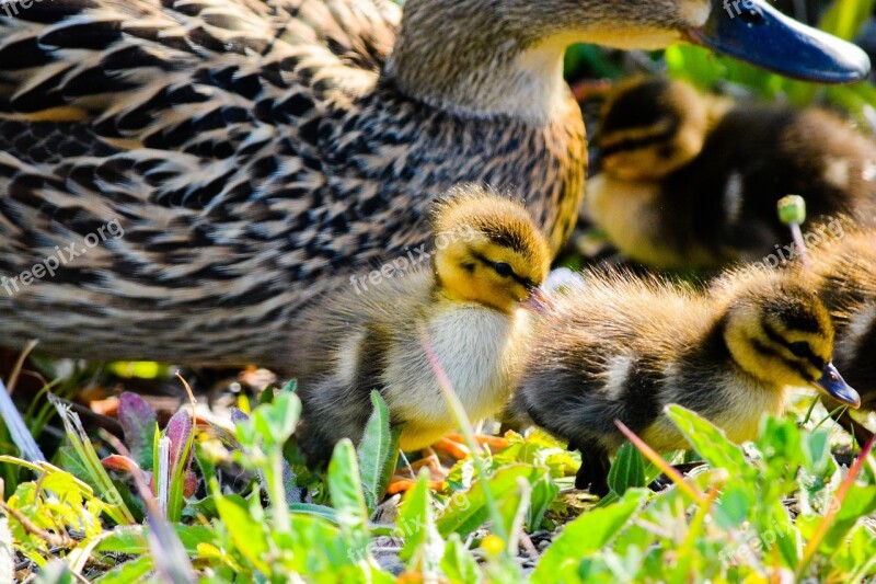 Duck Bird Animal Natural Waterfowl