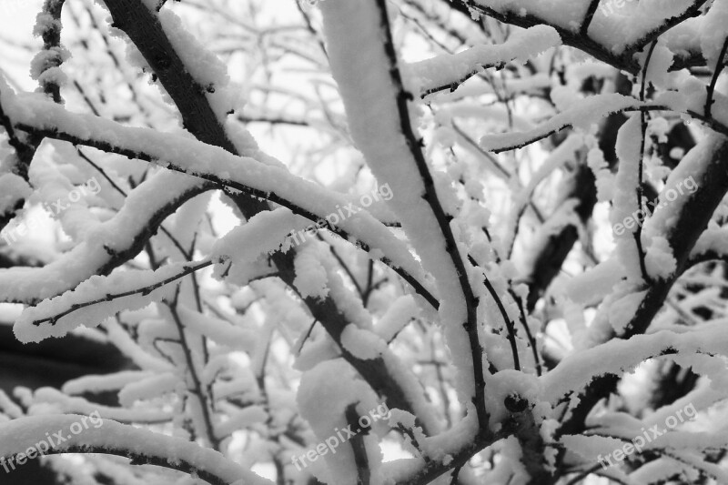 Winter Branch Snow Nature Frost