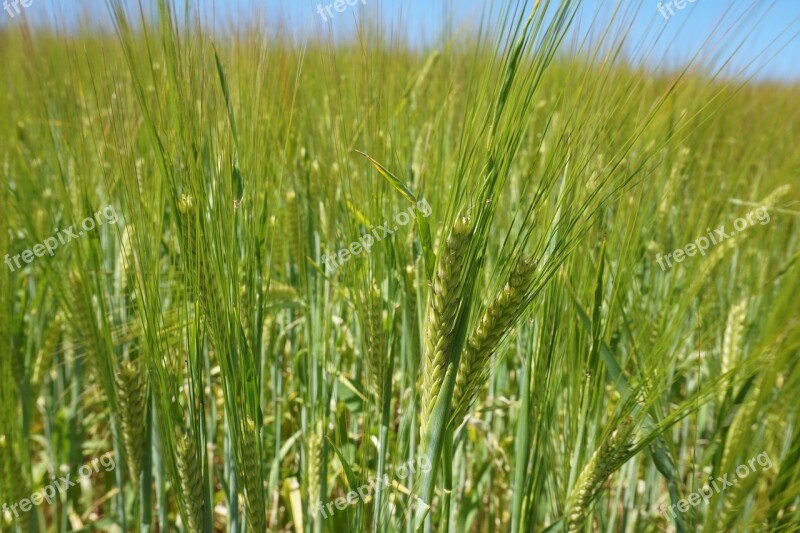 Cereals Summer Field Agriculture Harvest