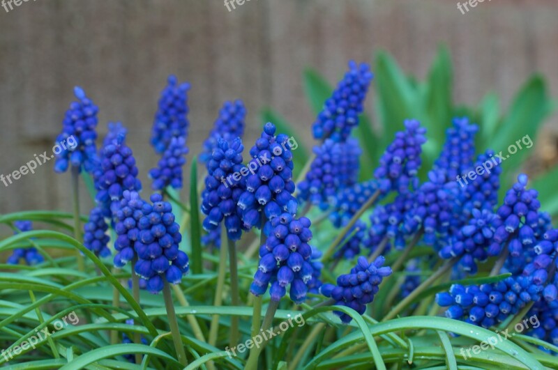 Flowers Baur Bubchen Blue Flowers Spring Blue