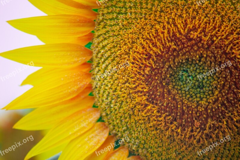 Sun Flower Flowers Yellow Flowers Sun Fields