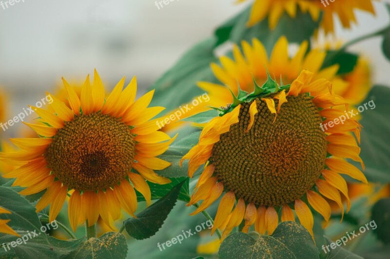 Sun Flower Flowers Yellow Flowers Sun Fields