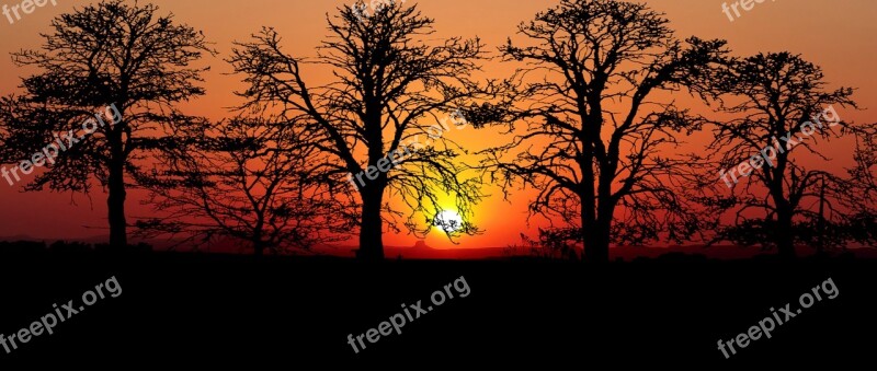 Sunset Trees Nature Landscape Evening