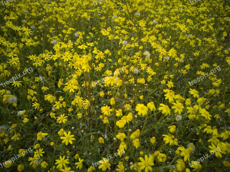 Daisies Spring Yellow Botanical Summer