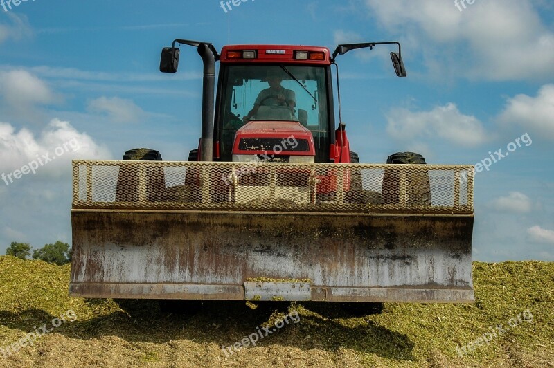 Silage Corn Cut Agriculture Harvest