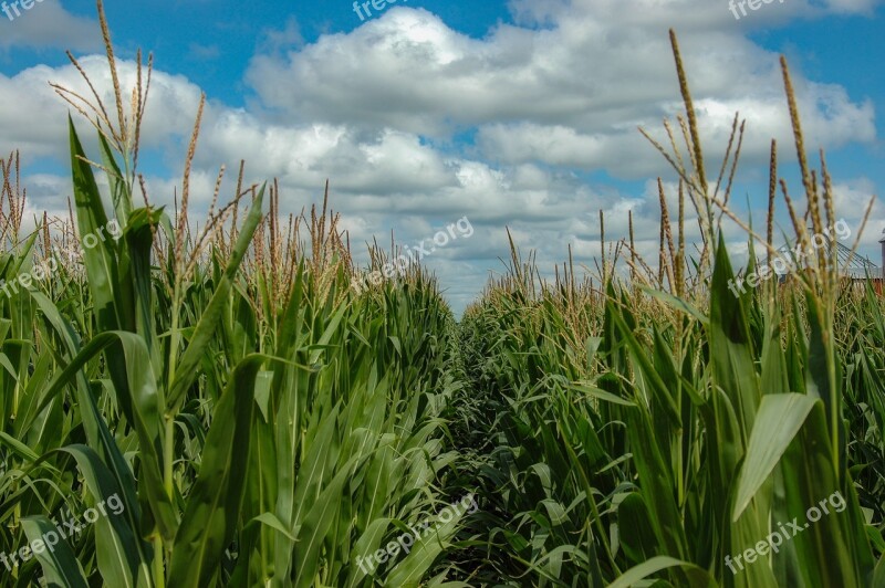 Crop Corn Farm Agriculture Plant