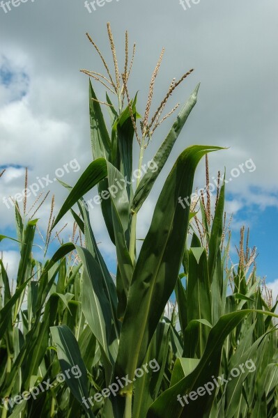 Crop Corn Farm Agriculture Plant