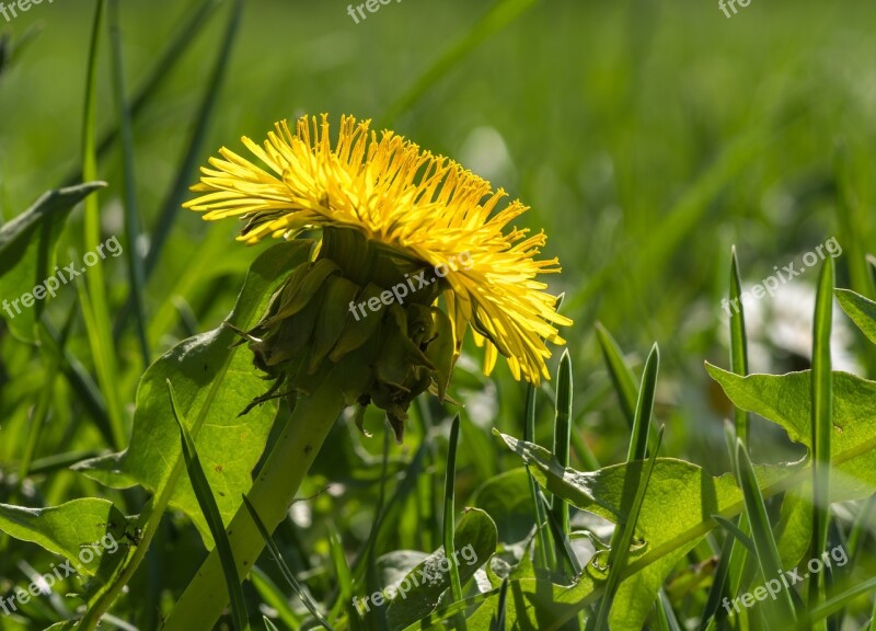 Dandelion In The Grass Yellow Flower Grass Green Spring