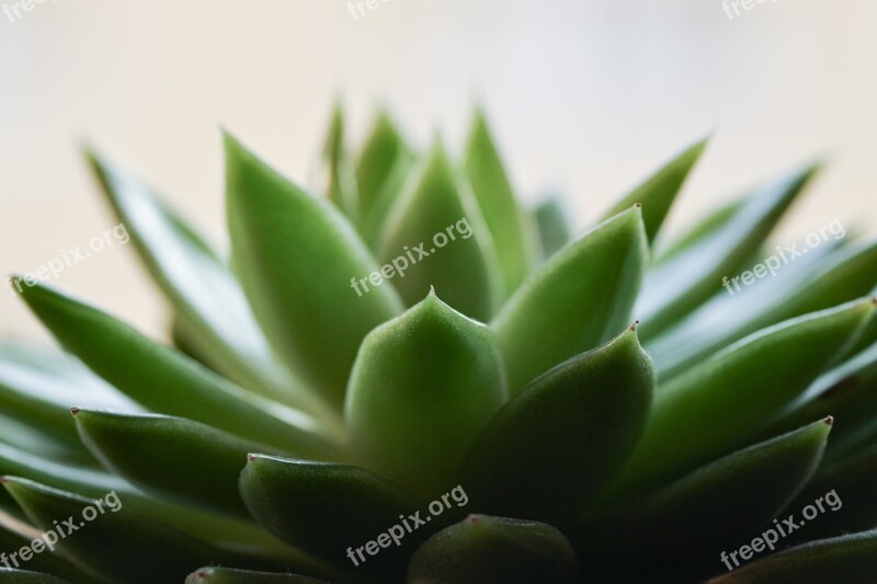 Succulent Green Plant Cactus Stabbing Plant