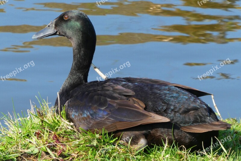 Duck Feathers Bird Waterfowl Plumage