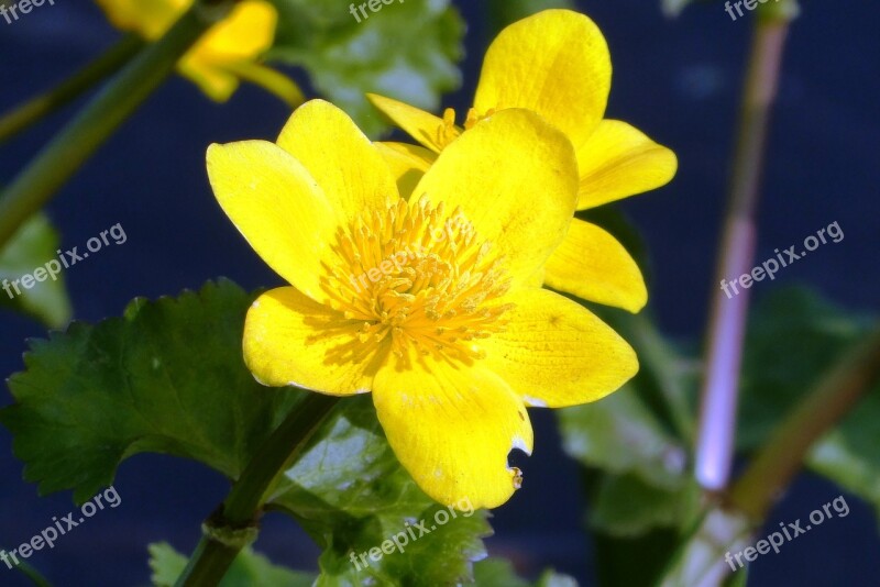 Marsh Marigold Ditch Spring Flower Nature