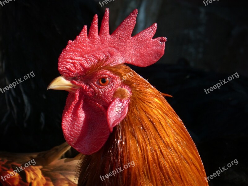 Gallo Poultry Chicken Crest Free Photos