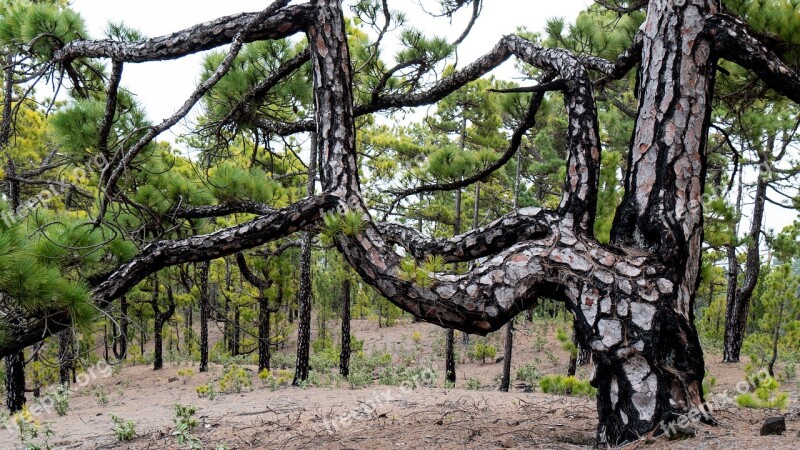 Tree Pine Forest Nature Pine Log