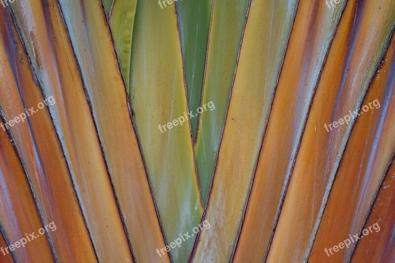 Banana Structure Nature Plant Pattern