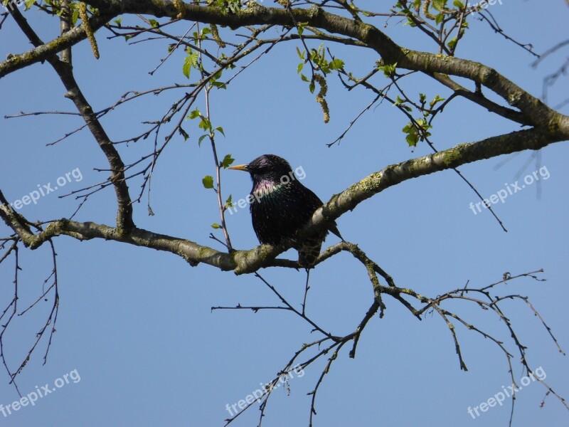 Bird True Songbird Males Black