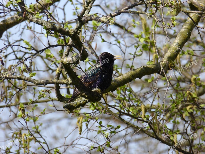 Bird True Songbird Males Black