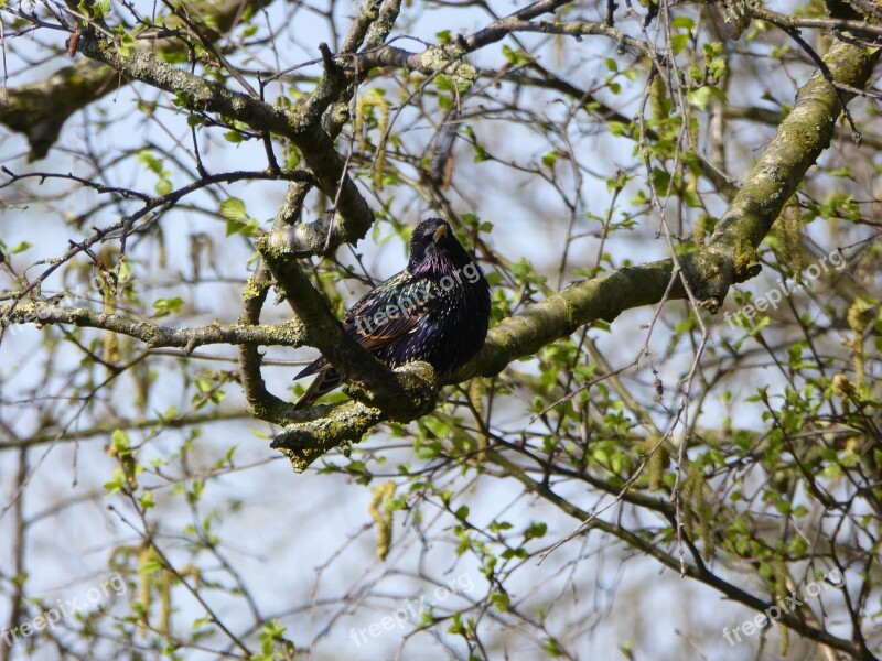 Bird True Songbird Males Black