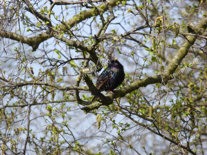 True Songbird Bird Feather Branch