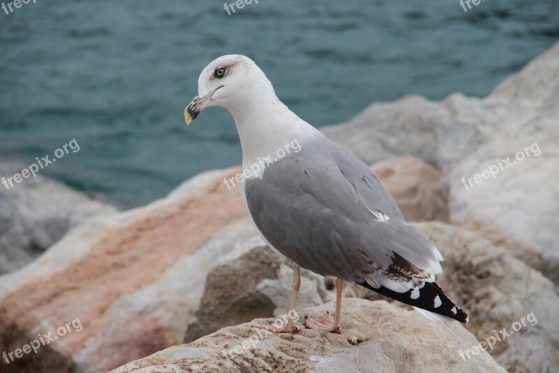 Sea Seagull Rocks Birds Summer