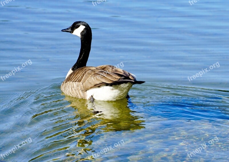 Canada Goose Bird Lake Water Swim