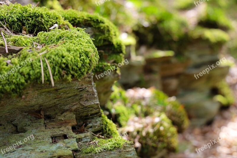 Moss Nature Landscape Natural Stone