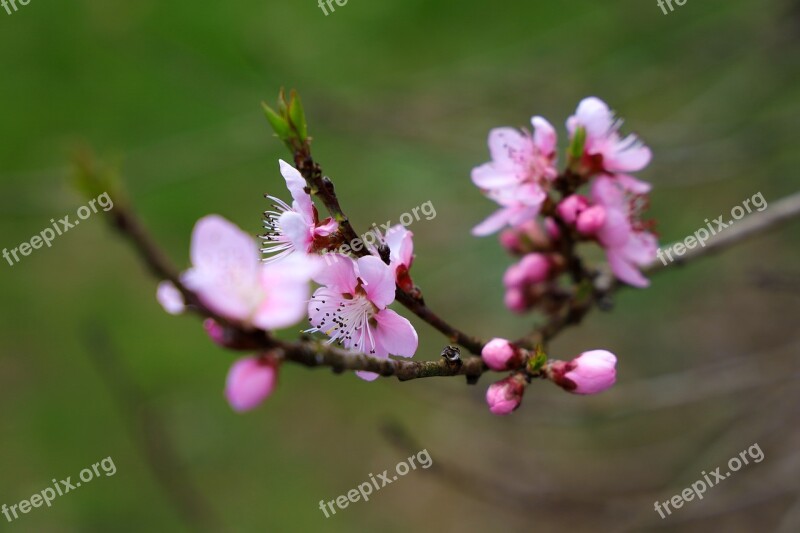 Cherry Blossom Nature Plant Spring Close Up