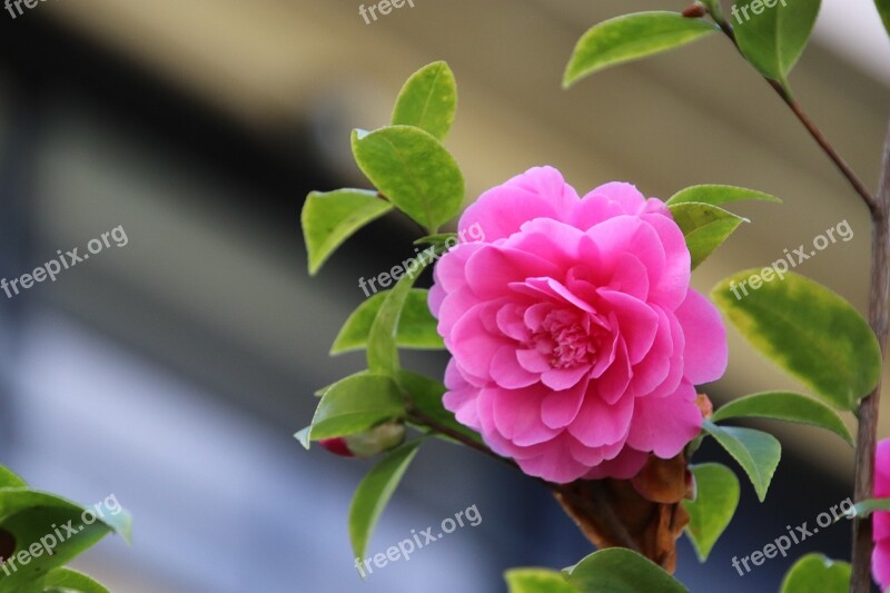 Camelias Pink Flower Garden Nature